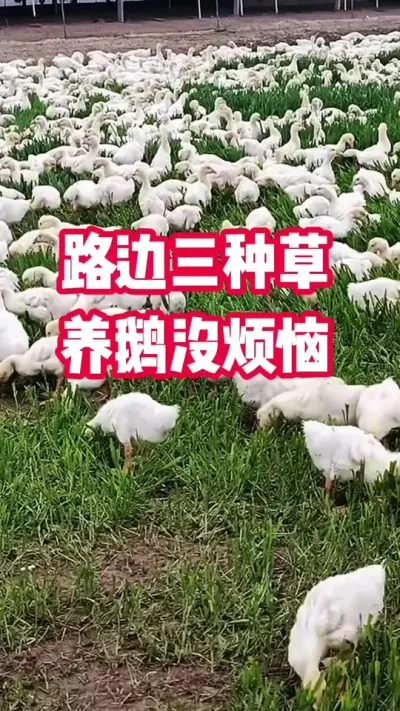养鹅没烦恼，路边三种草。#养鹅 #养殖 #抖音三农 #生态养鹅 #养鹅技术分享