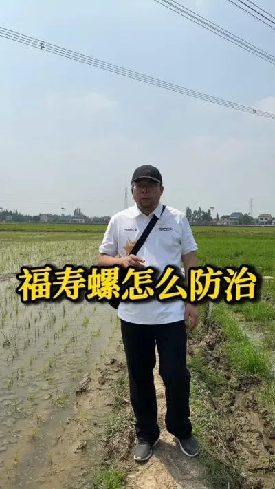 福寿螺怎么防治 #种之道 #水稻种植技术 #高产 #新农人计划 #福寿螺防治