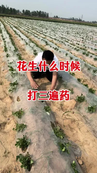花生三遍套餐什么时候喷施#花生种植 #花生高产三遍药 #花生三遍药套餐 #花生高产管理 #花生病害防治