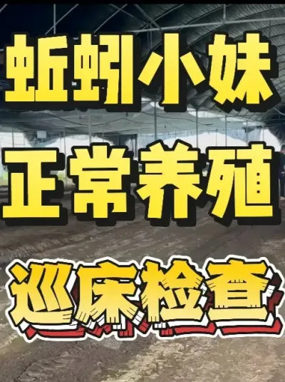 蚯蚓基地正常养殖之后，我们每天巡床都检查什么呢#蚯蚓养殖 #三农 #农村创业