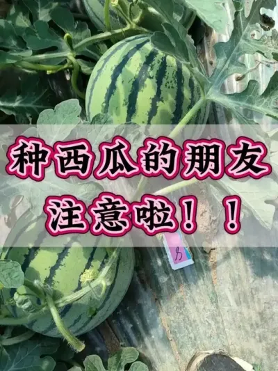 种西瓜的朋友注意了 #西瓜种植 #膨大增甜 #露天西瓜 #西瓜管理 #助力农业