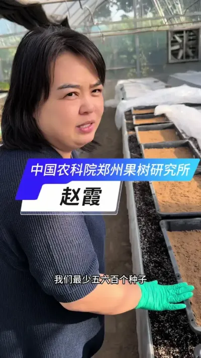 草莓种子发芽了 草莓种子播的会长啥样？育种不易，尊重每一位育种人#草莓苗 #草莓育苗 #草莓 #农业技术 #草莓种植基地