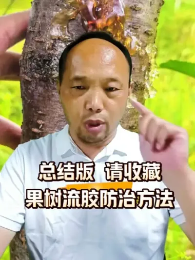 果树流胶防治方法，综合版请收藏和转发！！#流胶病 #农田行者#农田行者技术服务联盟#西梅种植