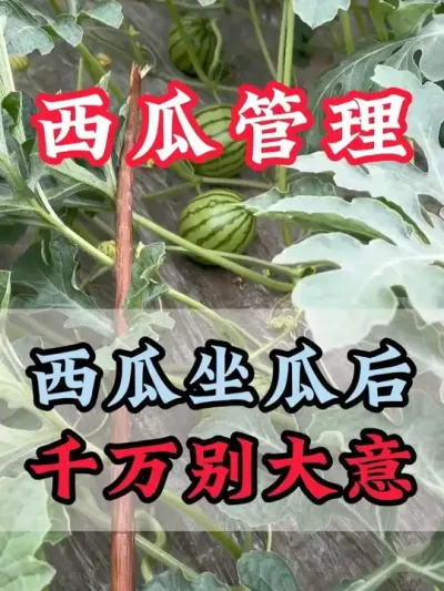 西瓜坐瓜后千万别大意 #西瓜种植 #露天西瓜 #西瓜管理 #助力农业发展 #无限回购的宝藏单品