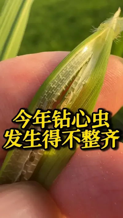 ĳ汬ò #֮ #ˮݪֲ #߲ #ũ #溦