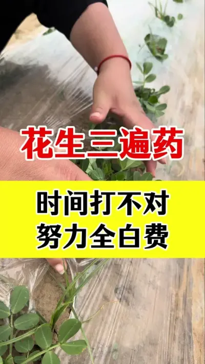 花生三遍药什么时候打#花生种植 #花生三遍药 #花生病害防治 #花生高产全程模式化管理 #花生