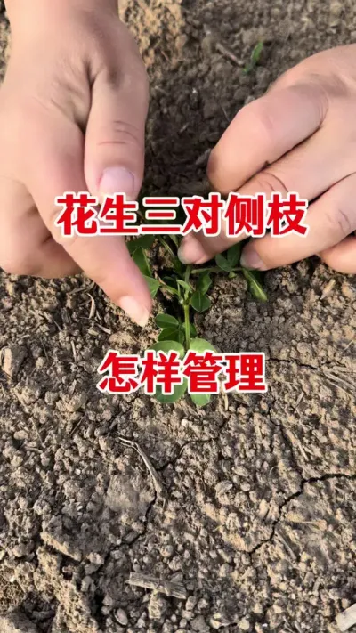 花生高产管理#花生种植 #花生高产管理 #花生高产叶面肥 #花生膨大粒粒饱 #花生种植管理