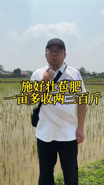 施好壮苞肥  一亩多收两三百斤！！！ #早稻 #水稻高产技术 #壮苞肥 #种植大户#分享农业知识帮农民增产增收