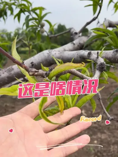 桃树要死的节奏 你遇到过吗#果树修剪