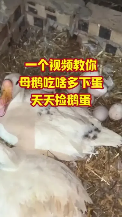 一个视频教你，母鹅吃啥多下蛋，天天捡鹅蛋#抖音三农#养鹅#养殖