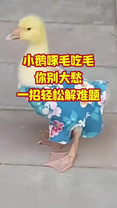 小鹅啄毛吃毛，你别发愁，一招轻松解难题#抖音三农#养鹅#养殖