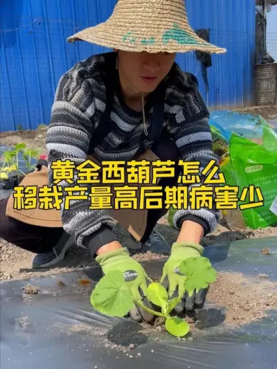 黄金西葫芦怎么移栽产量高后期病害少？ #种植小技巧 #关注我一起学种菜 #自己种的纯天然的绿色蔬菜 #家庭种植 #学种菜