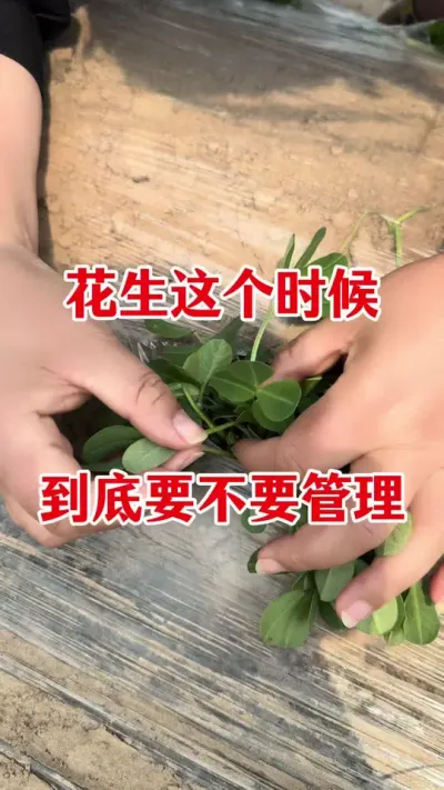 花生苗后高产管理#花生种植 #花生高产种植 #花生高产管理 #花生膨大粒粒饱 #花生高产叶面肥