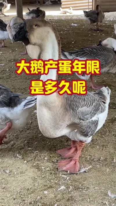 大鹅产蛋年限，是多久呢#抖音三农#养鹅#养殖