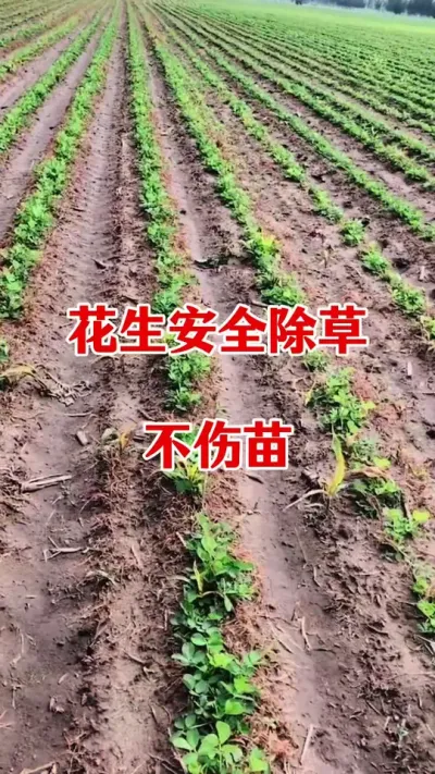 花生苗后除草剂，安全除草不伤苗#花生种植 #花生苗后除草剂 #苗后除草 #花生高产管理 #除草剂