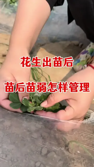 花生出现苗黄苗弱怎样管理#花生种植 #花生高产种植 #花生高产管理 #花生膨大粒粒饱 #花生高产叶面肥