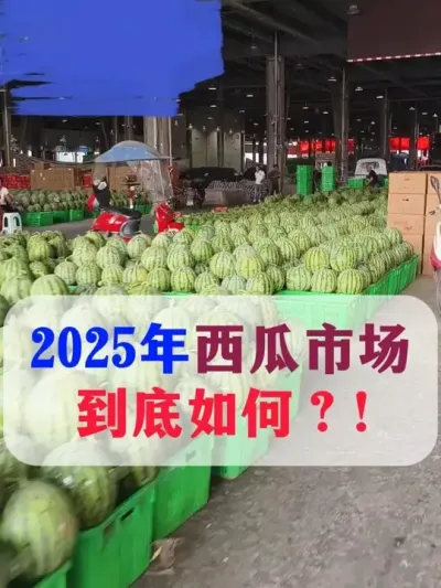 2025年西瓜市场到底如何 #西瓜种植 #西瓜市场 #露天西瓜 #西瓜管理 #西瓜种植技术