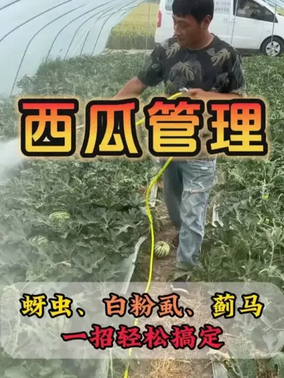 漻׷ʭһɸ㶨 #ݪֲ # #¶ #Ϲ #ũҵ