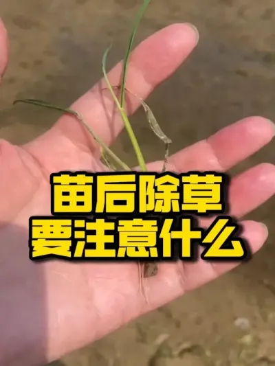 苗后除草需要注意什么 #种之道# 新农人#苗后除草 #高产 #水稻种植