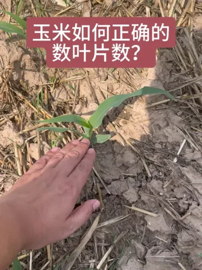 #ũ #ũ #׽³ũ˵ֱ
