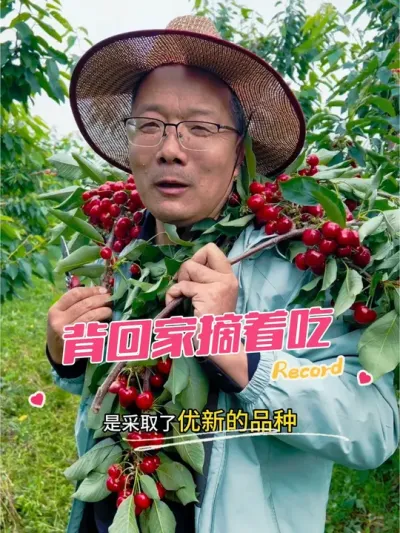 大樱桃吃法新花样 剪下来，背回家，阳台喝着咖啡摘着吃。#大樱桃 #临沂 #临沂美食 #采摘园 @苗姐逛果园 @祥吉生态农场