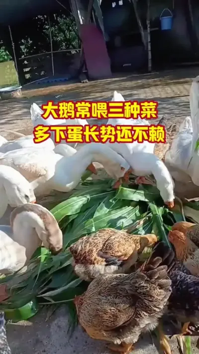 大鹅常喂三种菜，下蛋多还不赖#抖音三农#养鹅#养殖