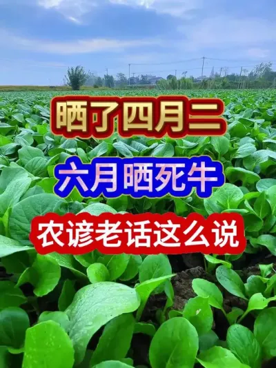 晒了四月二六月晒死牛农谚老话是这么说的 #农业谚语 #农谚 #农业种植 #三农 #分享农业知识帮农民增产增收