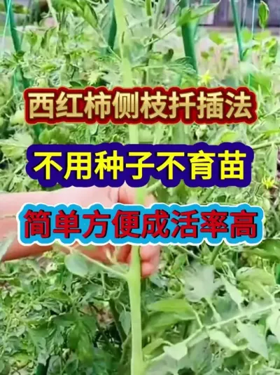 西红柿侧枝扦插法不用种子不育苗简单方便成活率高 #番茄种植 #西红柿种植 #农业种植 #种植小技巧 #三农