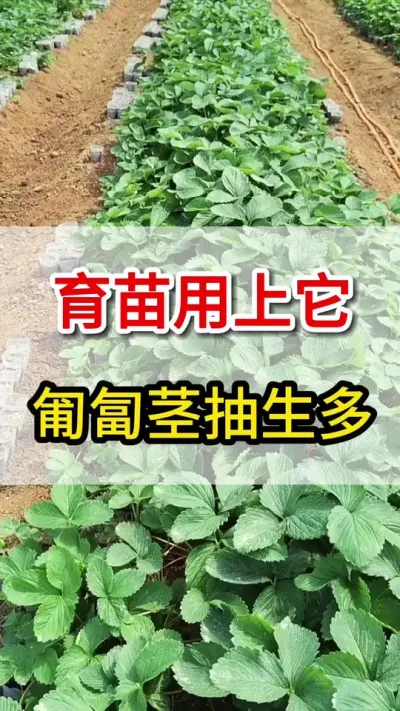 育苗用上它，匍匐茎大量抽生，子苗长势健壮#育苗#匍匐茎#三农
