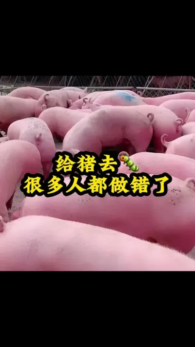 #猪喂什么饲料长得最快 #所有养猪人 #养好猪 #养猪人加油干 #自繁自养母猪