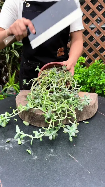 想要你的花卉绿植爆盆，是讲窍门的#种植小技巧#分享养花经验#花卉绿植
