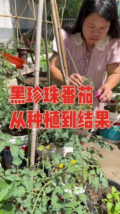 去年种的黑珍珠番茄，媳妇得意它们挂满了枝头，但很多朋友却说它超级难吃，关键还没等尝一口就被暴雨淹没，不甘心的媳妇今年又买了苗种到桶里重新再战，经过一个月的管理，长势非常壮观，我就不信今年吃不到 记录黑