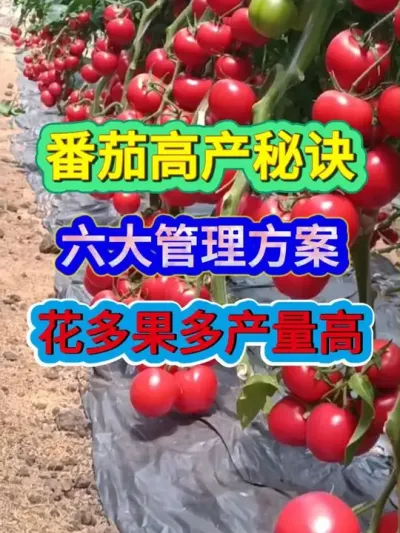 番茄高产的秘诀六大管理方案花多果多产量高 #番茄种植 #西红柿种植 #农业种植 #种植小技巧 #服务三农支持三农