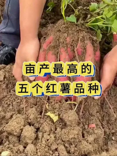 红薯五个高产品种 红薯高产的五个王炸品种你种了吗？#红薯种植#红薯管理#红薯高产 #红薯高产种植 #红薯高产管理技术