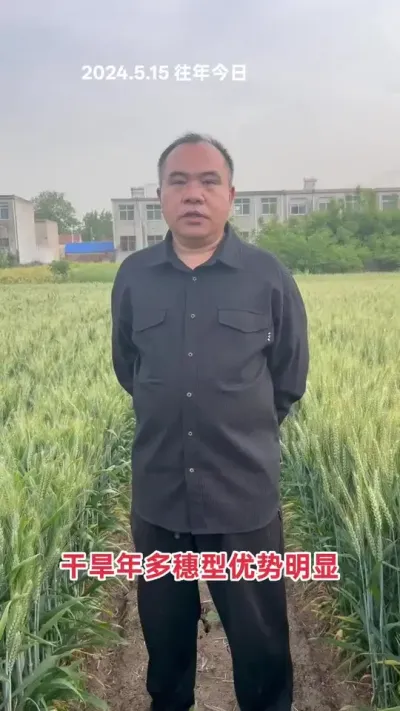 目前土壤土质，大多数适合多穗型品种，今年干旱年，优势更明显！