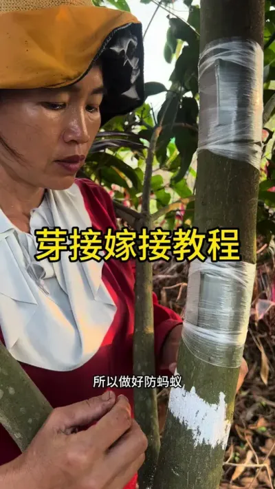 芽接嫁接教程#嫁接技术 #新农人计划2025 #dou来广东百千万 #来抖音学农技