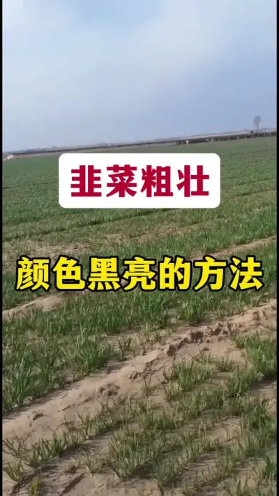 韭菜粗壮，颜色黑亮的方法。#韭菜种植方法 #韭菜管理 #韭菜种植 #韭菜施什么肥根粗 #韭菜高产