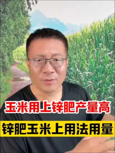 玉米高产要用锌，简述锌肥在玉米上的用法用量！ #玉米种植 #玉米种植技术 #包地大户 #玉米高产种植技术 #玉米底肥