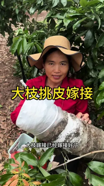 大枝挑皮嫁接教程#嫁接技术 #新农人计划2025 #dou来广东百千万 #广东dou是好风光
