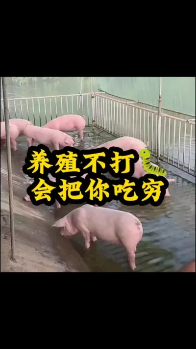 #猪喂什么饲料长得最快 #三农养猪人 #养猪