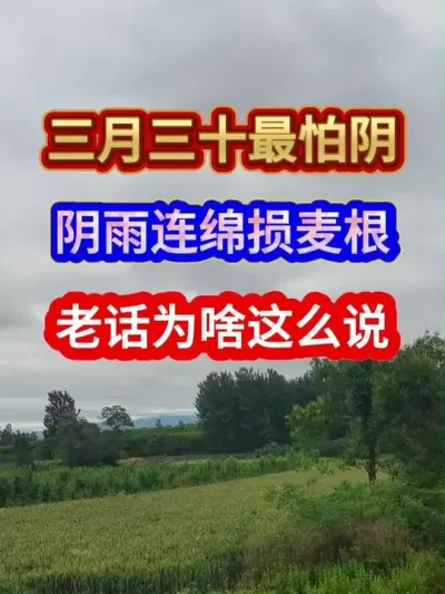 三月三十最怕阴阴雨连绵损麦根老话为啥这么说 #农业谚语 #农谚 #农业种植 #农谚老话 #三农