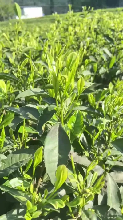 #夏茶茶园养护管理#茶树种植技术与管理 #茶园病虫害防治