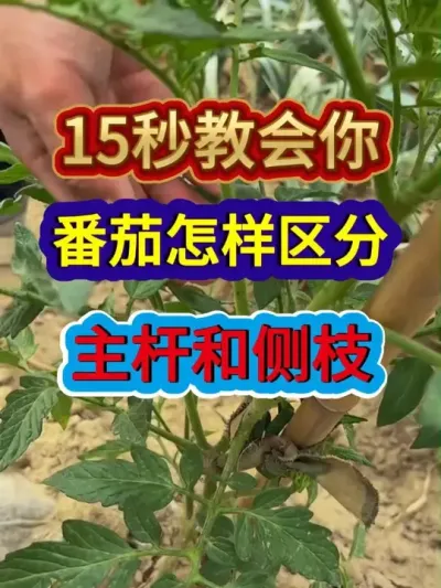 15秒教会你番茄怎么区分主杆和侧枝 #番茄种植 #农业种植 #种植小技巧 #西红柿种植 #三农