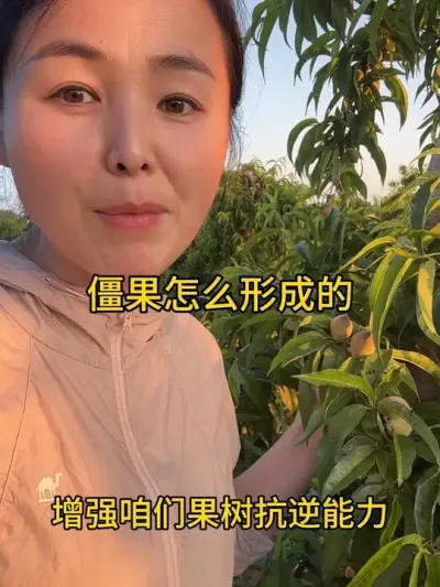 桃子僵果 #果树种植管理 #自家果园 #分享农业植保技术知识传播正能量