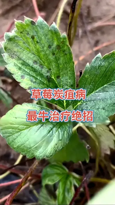 尊龙凯时 - 人生就是搏!z6com