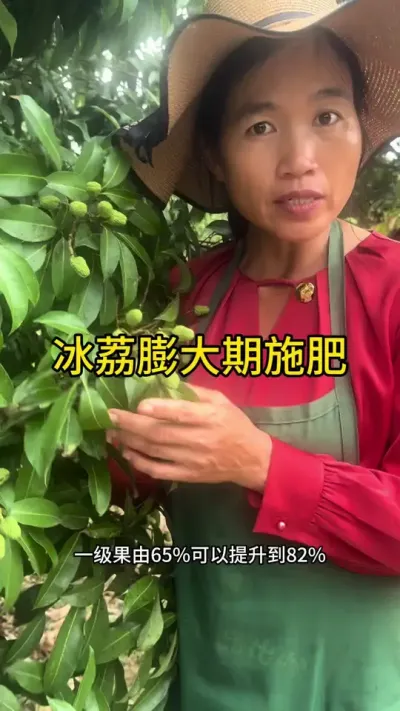 冰荔膨大期施肥的作用#果树管理技术 #新农人计划2025 #dou来广东百千万 #来抖音学农技