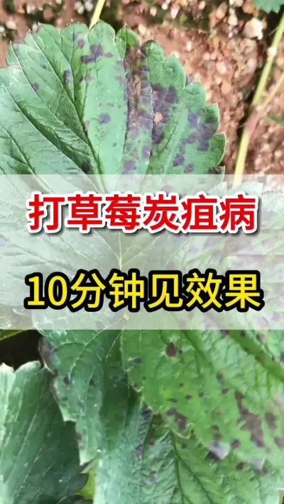 草莓炭疽病大爆发，一个高着搞定它#农业莳植 #三农