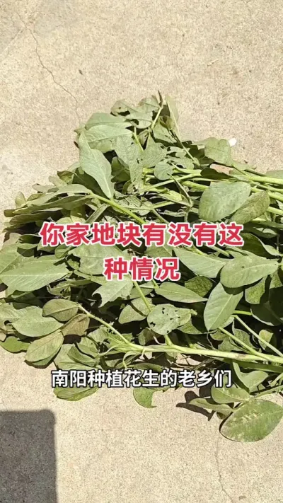 #ũݪֲ #ݪֲ #ũҵ֪ʶũ # #֩ Ǽôǽ걬