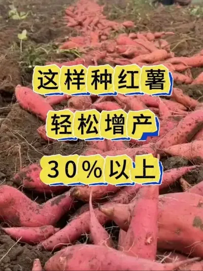 红薯种植 红薯这样管理轻松增产30%#红薯种植#红薯管理#红薯#红薯高产种植 #红薯