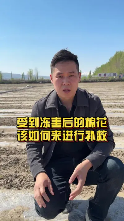 受到冻害后的棉花该如何来进行补救？ #冻害 #棉花种植专家讲座 #棉花种植技术 @抖音小助手
